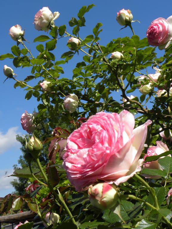 Entre Cour Et Jardin Chalons en Champagne Bagian luar foto
